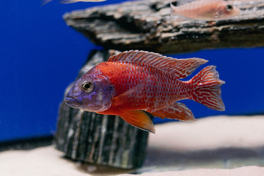 How Long Do African Cichlids Live