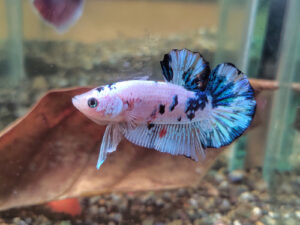 View of pH Levels for Betta Fish: Optimal Water Quality Parameters - FishLab