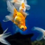 Can Goldfish Eat Betta Food?