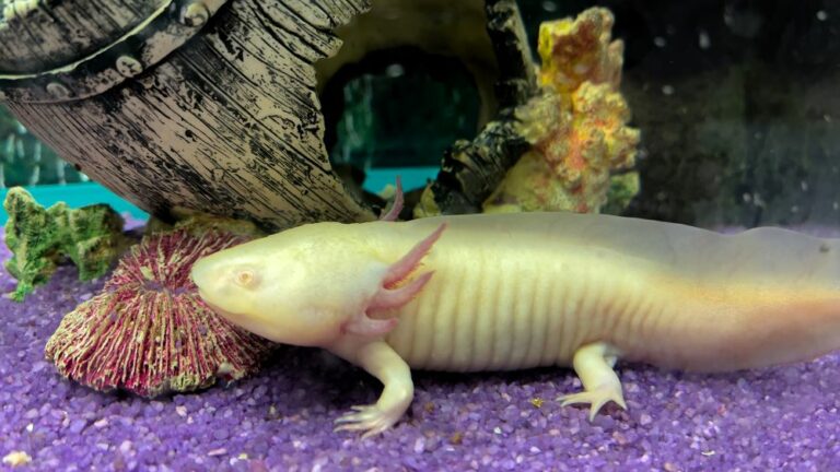 15 Best Axolotl Tank Mates FishLab