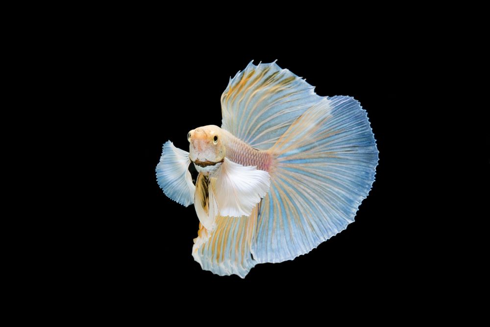 beautiful colorful of siamese betta fish 2023 11 27 04 56 05 utc