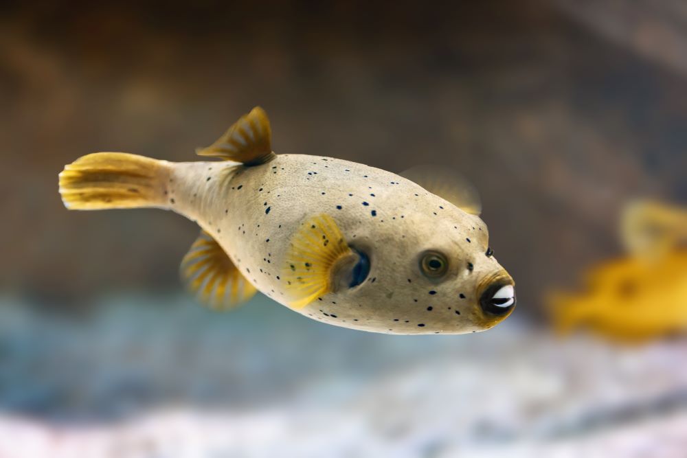blackspotted puffer fish arothron nigropunctatus 2024 03 05 17 06 07 utc