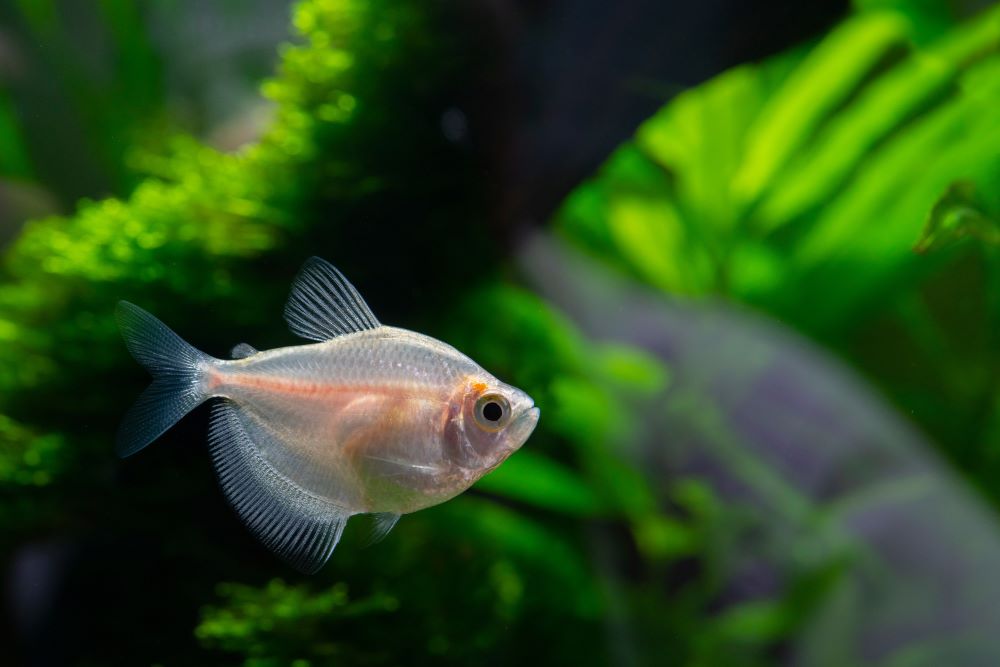 closeup shot of ternetia fish in the aquarium 2023 11 27 05 30 45 utc