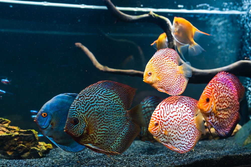 colorful fish from the spieces symphysodon discus 2023 11 27 05 32 40 utc