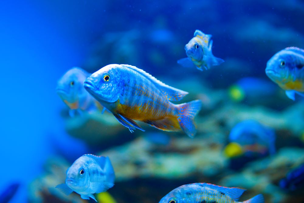 colorful fish in aquarium 2023 11 27 05 27 37 utc