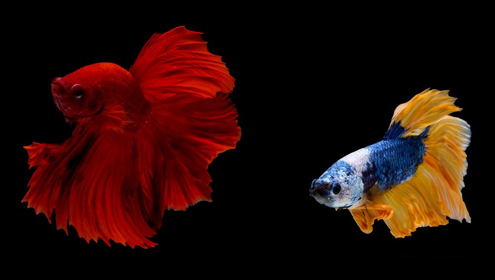 couple of red and blue yellow betta fish siamese 2023 11 27 05 13 48 utc