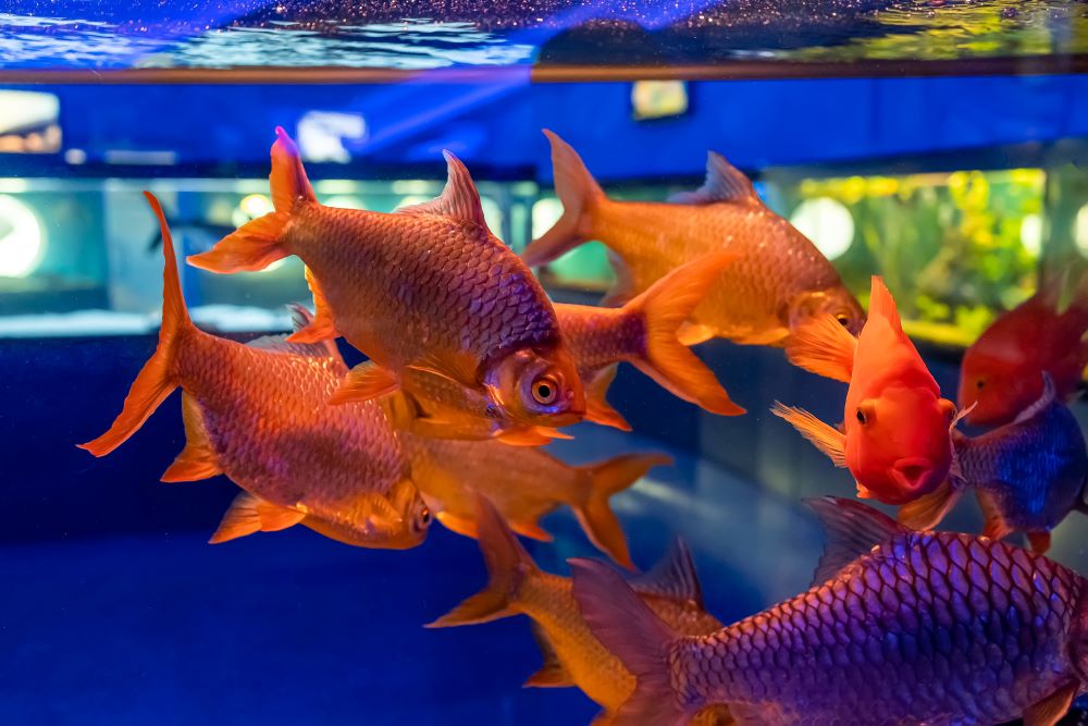 fish barbus bream swim in a transparent aquarium 2023 11 27 05 37 12 utc