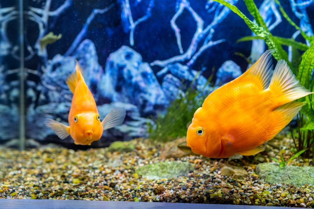 orange parrot fish in the aquarium red parrot cic 2023 11 27 05 06 06 utc