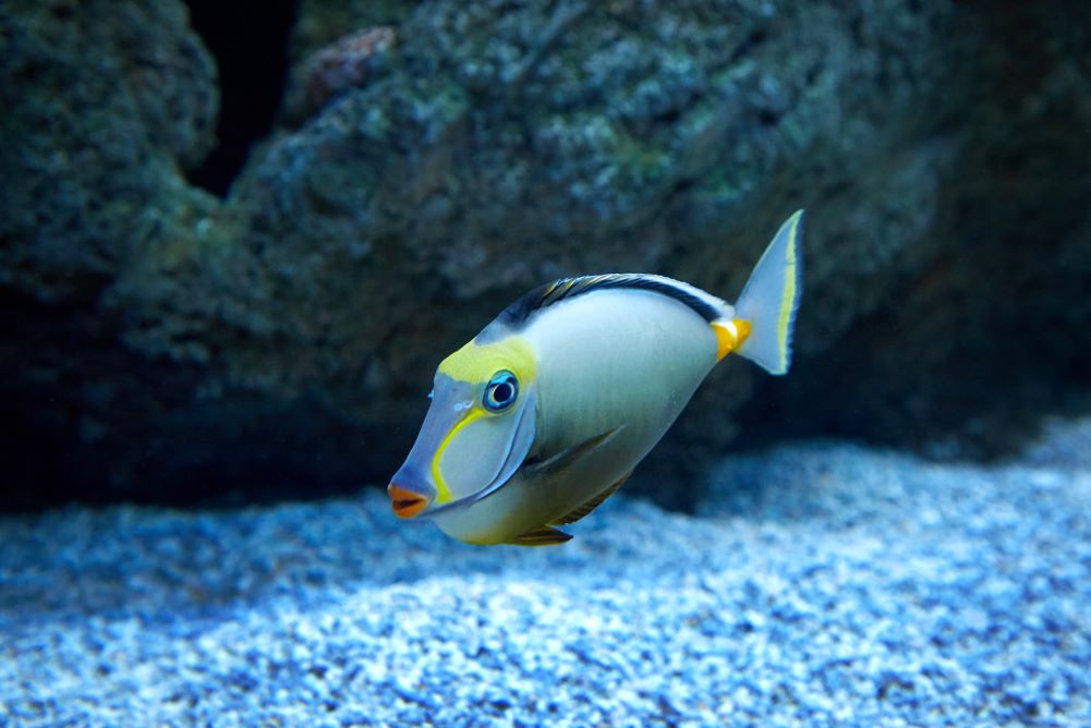 purdy fish swimming in marine aquarium 2023 11 27 04 49 31 utc 1