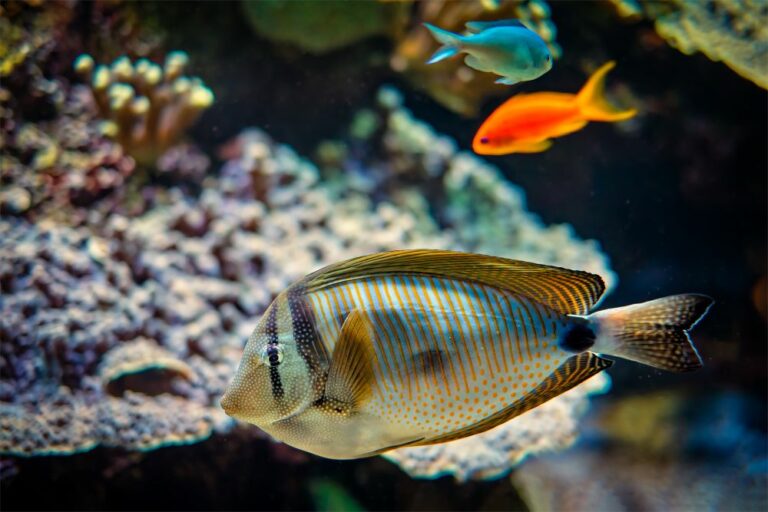 100+ Best Hawaiian Fish Names - The Ultimate List | FishLab