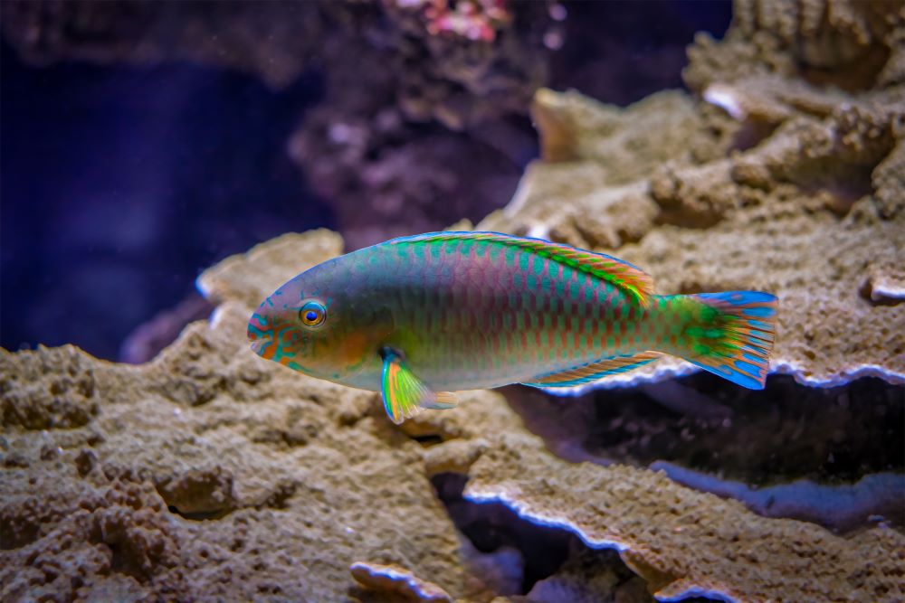 scarus quoyifish quoy 39 s parrotfish underwater 2023 11 27 05 26 48 utc