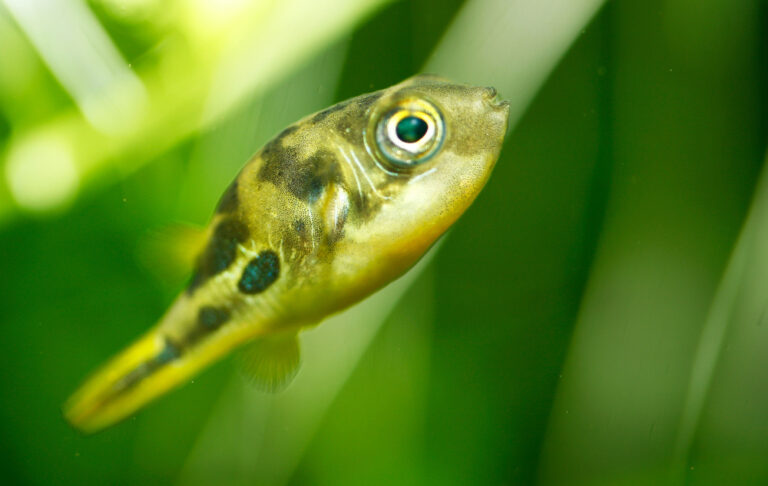 100+ Best Small Fish Names - The Ultimate List | FishLab