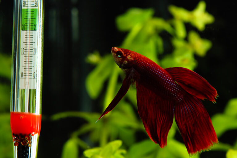 How to Keep Betta Fish Warm Without a Heater 8 of The Best Alternative