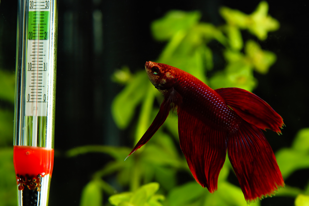 How to Keep Betta Fish Warm Without a Heater
