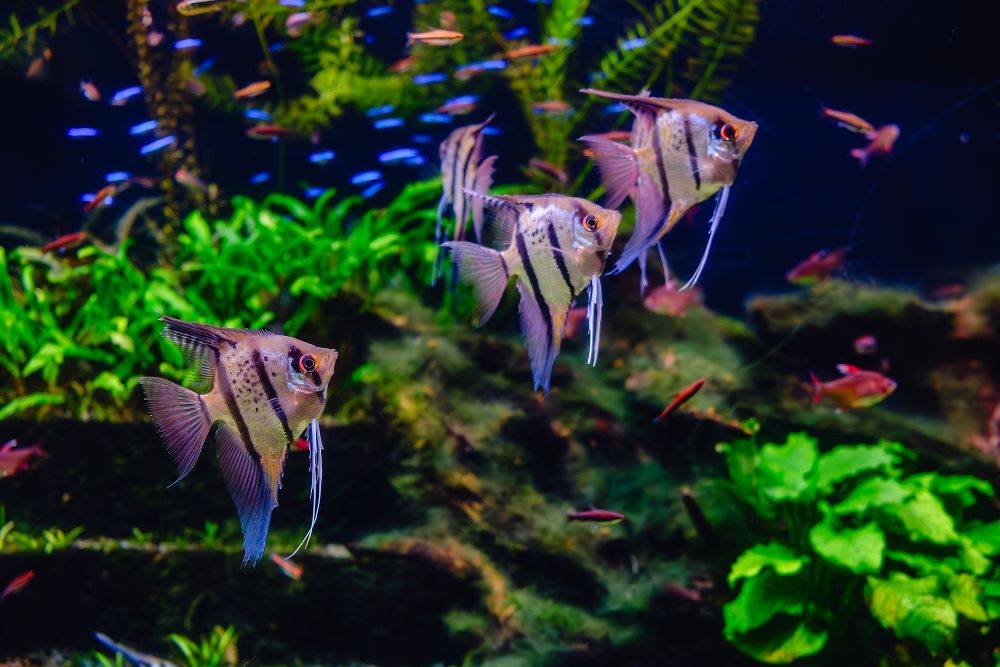 tropical fish pterophyllum scalare altum 2023 11 27 05 09 52 utc 1