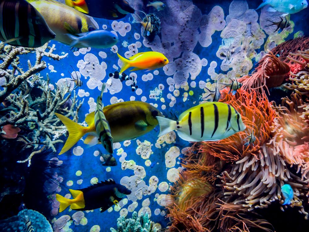 underwater scene colorful and vibrant aquarium l 2023 11 27 05 11 08 utc