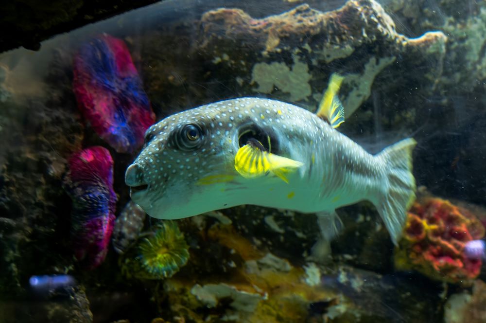 white dotted puffer fish in aquarium 2023 11 27 05 22 19 utc