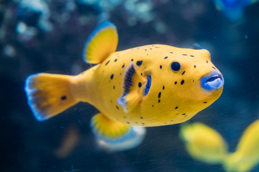 yellow blackspotted puffer or dog faced puffer fis 2023 11 27 05 05 56 utc