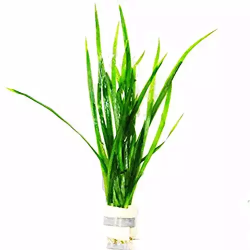 Jungle Vallisneria Spiralis Rooted Easy Background Live Aquarium Plants Decorations 3 Days Live Guaranteed by Mainam