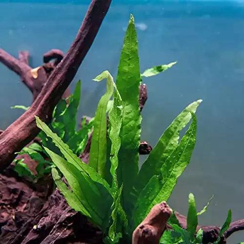 SubstrateSource Java Fern Live Aquarium Plants - Bare Root Freshwater Plant for Fish Tanks - Beginner Friendly, Low Light (Java Fern, Large (1 Plant))