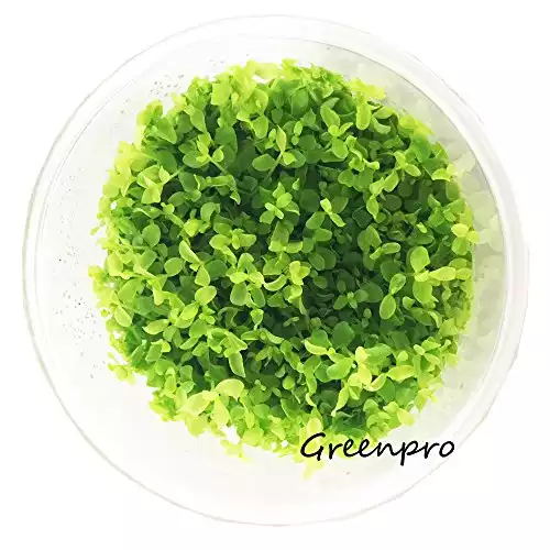 Micranthemum Monte Carlo New Large Pearl Grass Live Aquatic Plant in Tissue Culture Cup for Aquarium Freshwater Fish Tank by Greenpro
