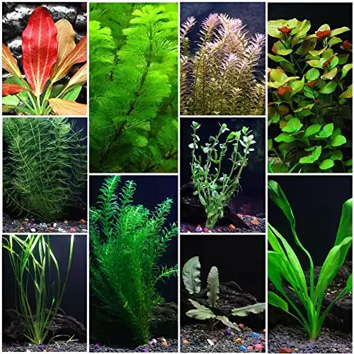 10 Species Live Aquarium Plants Package - Microsorum Java Fern, Swords, Vallisneria and More!
