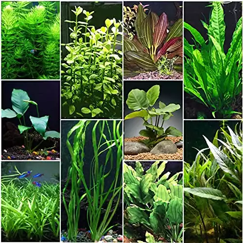 Florida 10 Species Live Aquarium Plants Bundle