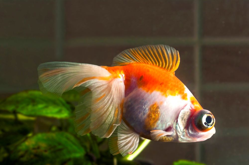 aquarium goldfish with very big eyes is swimming i 2023 11 27 05 02 20 utc