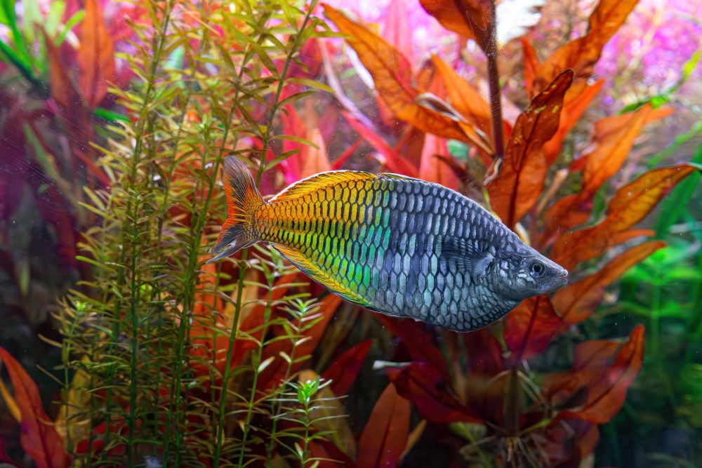 Rainbow Fish Names