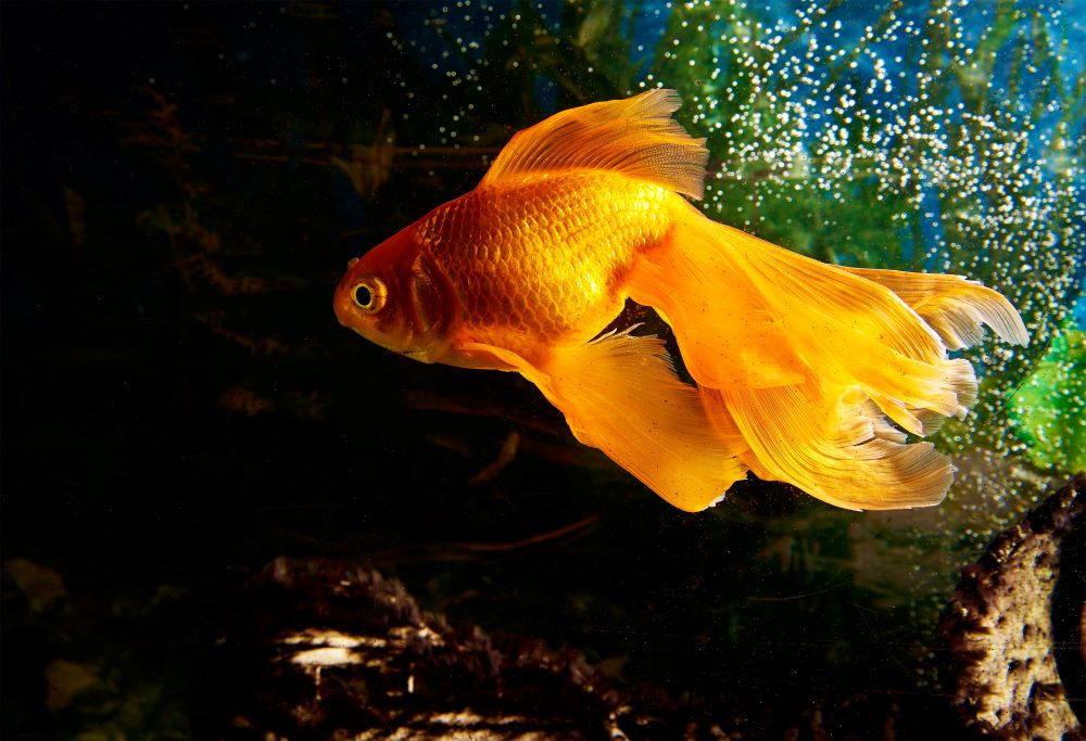 bright goldfish in aquarium 2023 11 27 05 10 06 utc