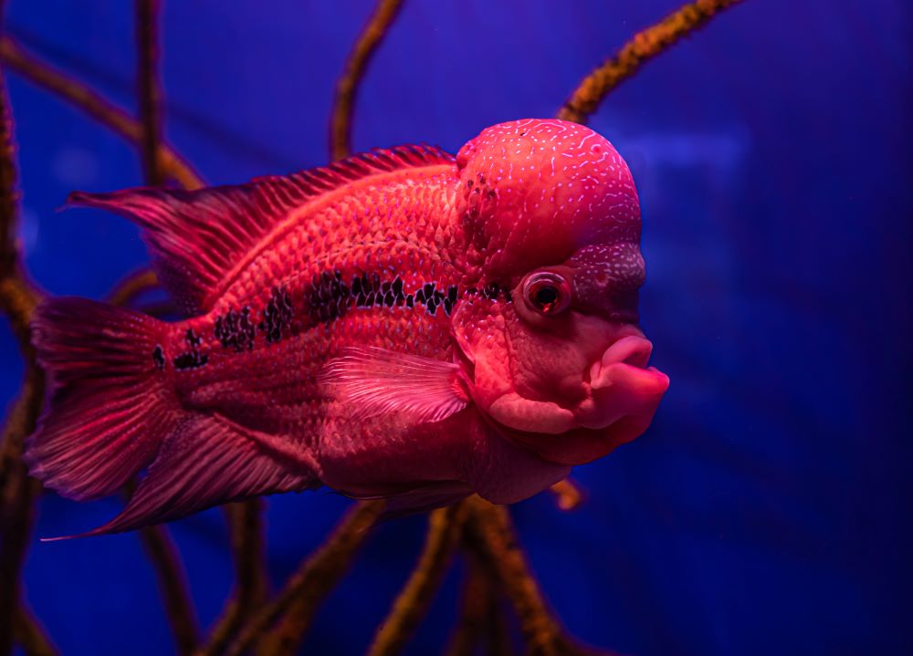 close up of exotic fish in the aquarium 2023 11 27 05 16 01 utc