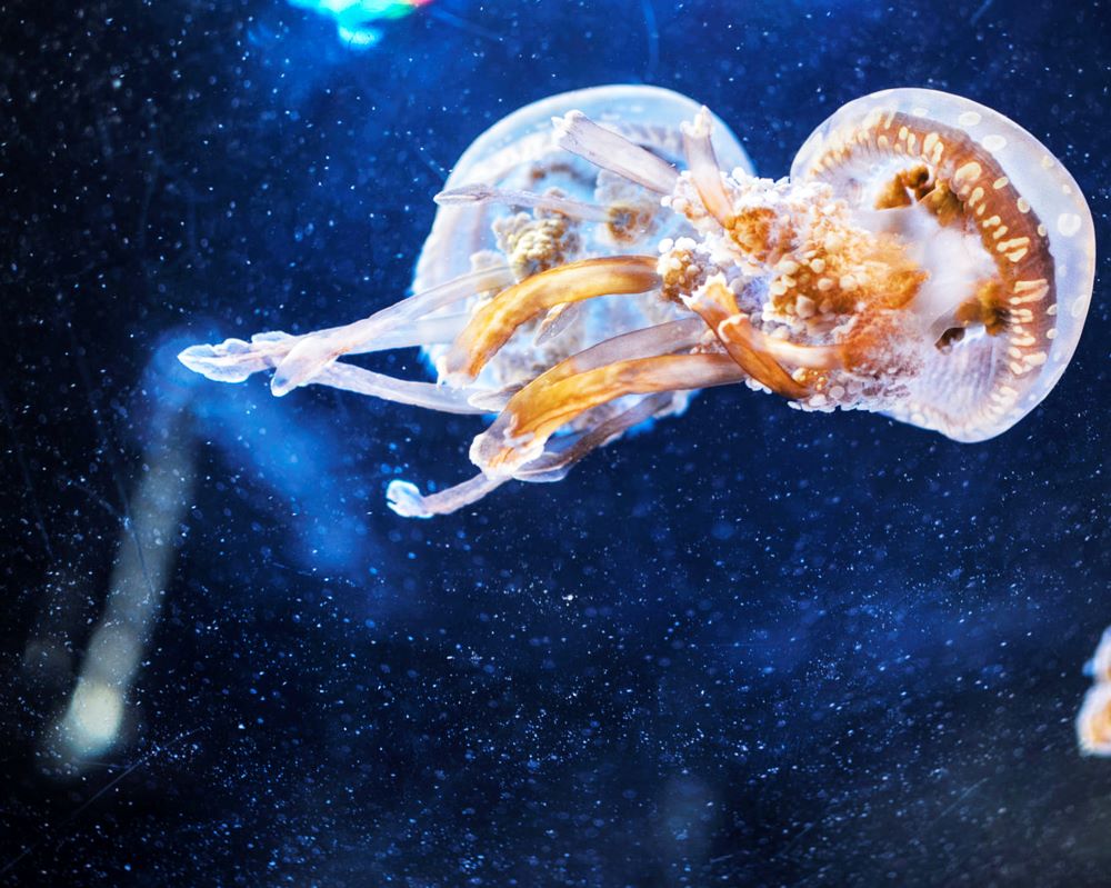 close up of jellyfish swimming in sea 2023 11 27 05 07 28 utc