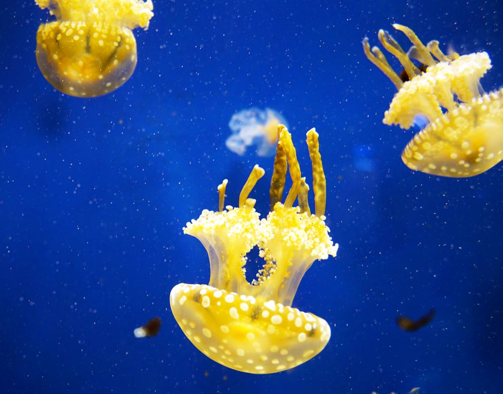 close up of jellyfish swimming in sea 2023 11 27 05 32 14 utc