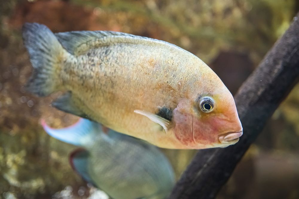 closeup shot of a damba african cichlid fish swimm 2023 11 27 05 11 41 utc