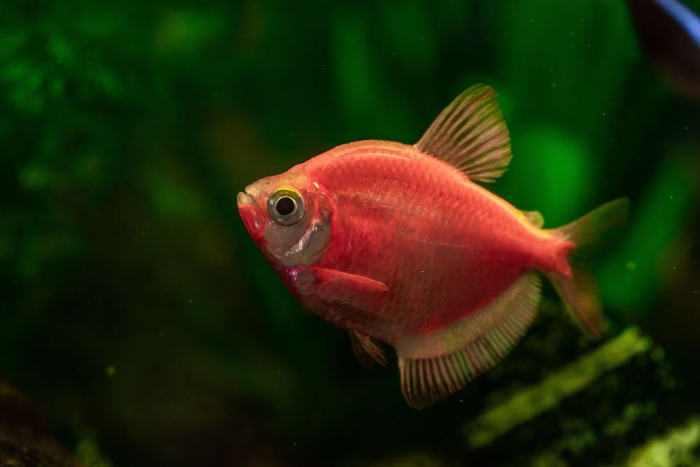 closeup shot of a red tetra fish in a clear aqua a 2023 11 27 05 15 09 utc