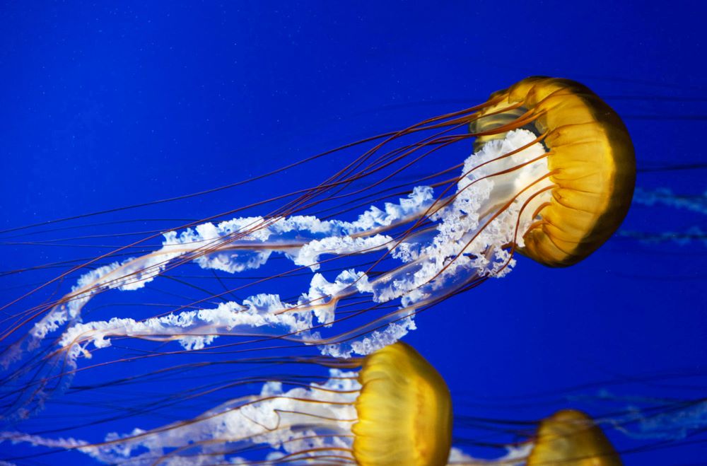 closeup shot of jellyfish swimming under a sea 2023 11 27 04 57 33 utc