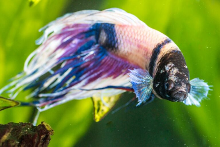 Betta Fish Laying on Bottom of Tank: Is It Normal or a Sign of Stress ...
