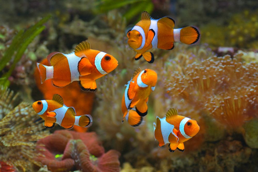 clownfish or anemonefish 2023 11 27 05 27 06 utc