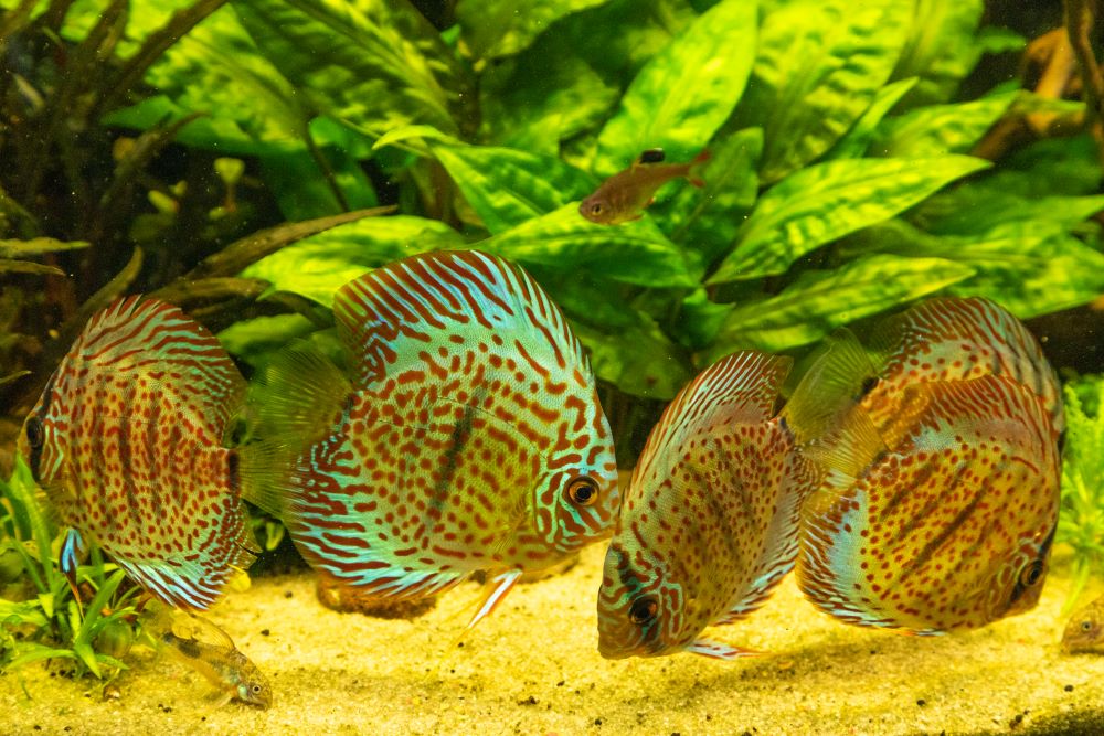 colorful discus fish floating in the aquarium 2023 11 27 05 25 53 utc