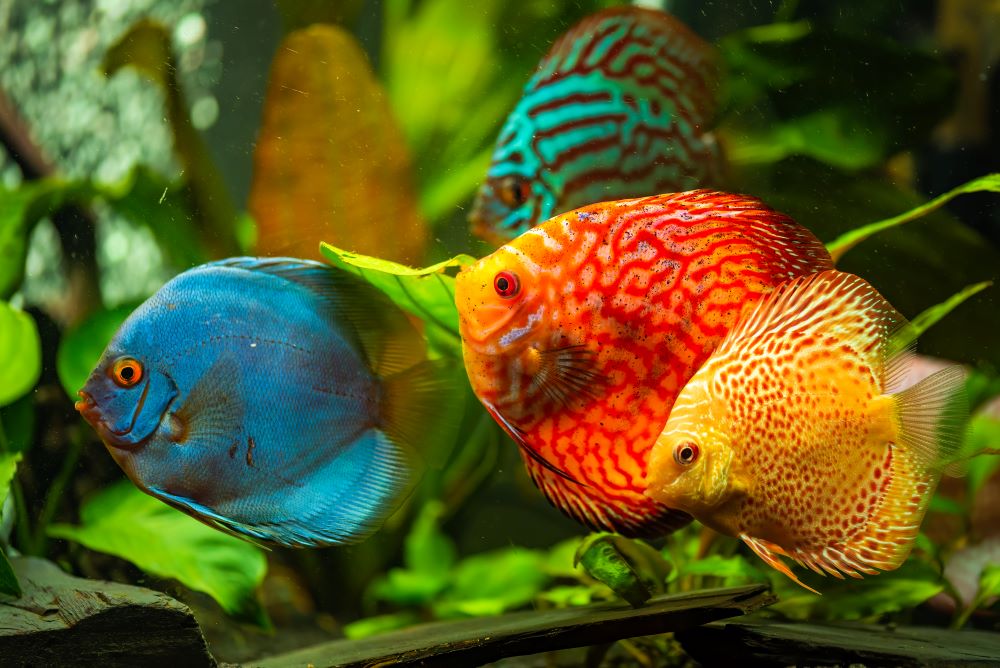 colorful fish from the spieces symphysodon discus 2023 11 27 04 55 19 utc 1