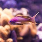 Purple Fish Names