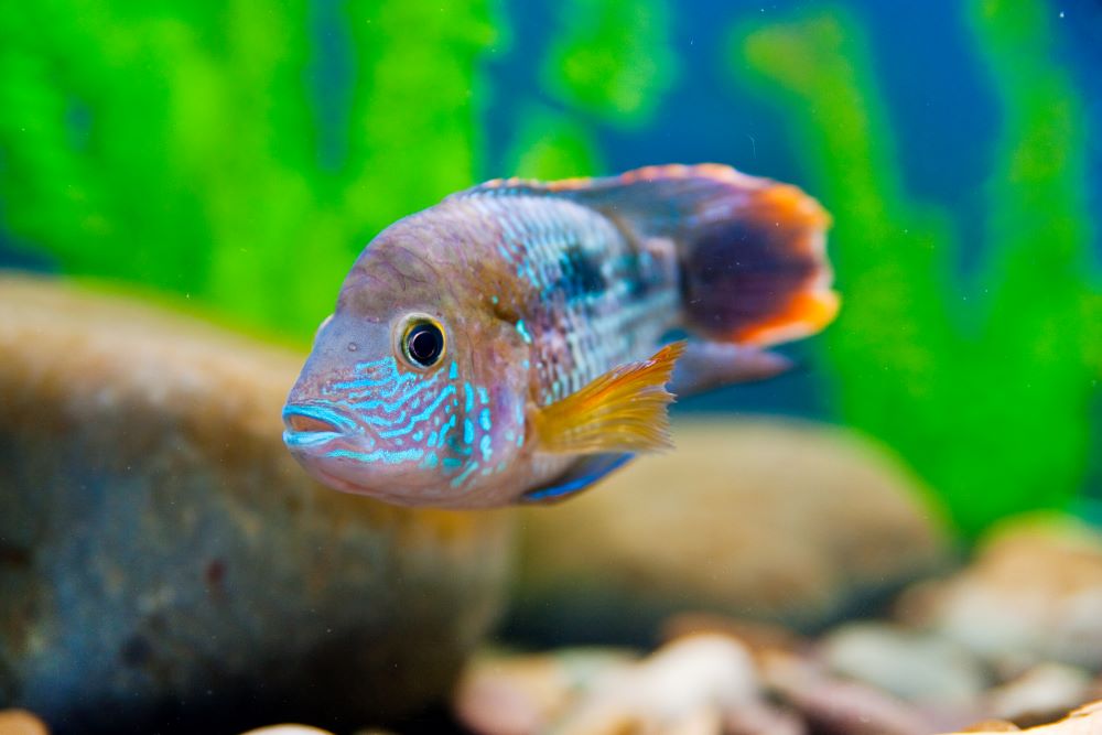 colorful fish in aquarium 2023 11 27 05 34 33 utc
