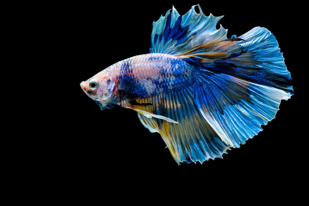 colorful with main color of blue betta fish siame 2023 11 27 05 15 17 utc