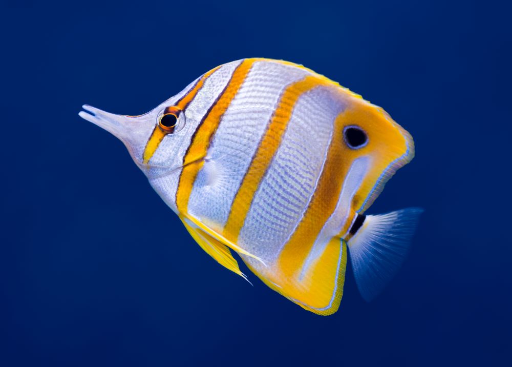 copperband butterfly fish 2023 11 27 05 28 48 utc