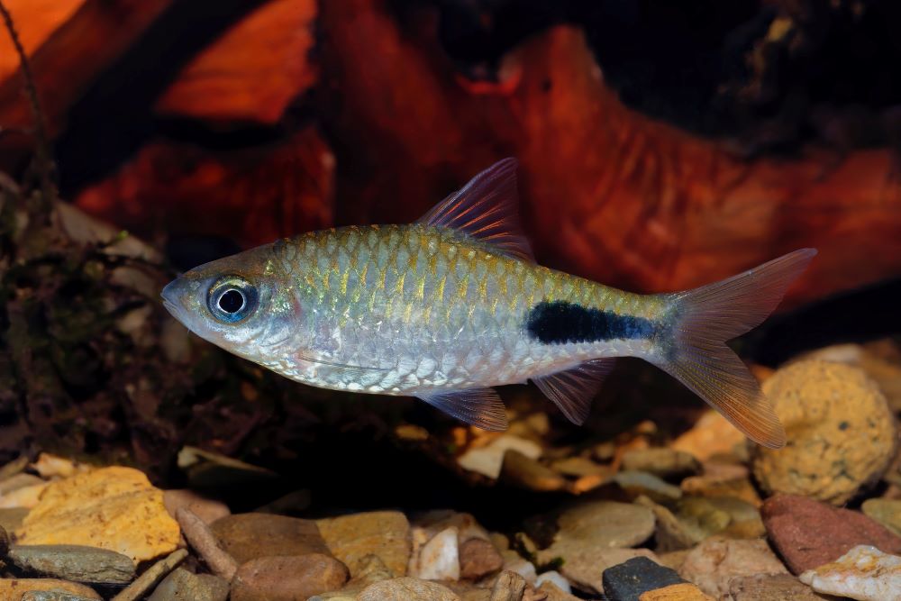 cyprinid fish enteromius rohani in freshwater aqua 2023 11 27 04 51 03 utc 1