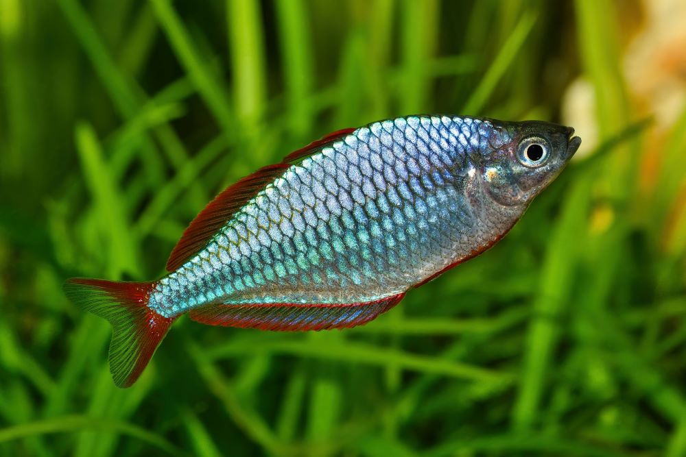 dwarf rainbowfish melanotaenia praecox in freshwat 2023 11 27 05 03 36 utc