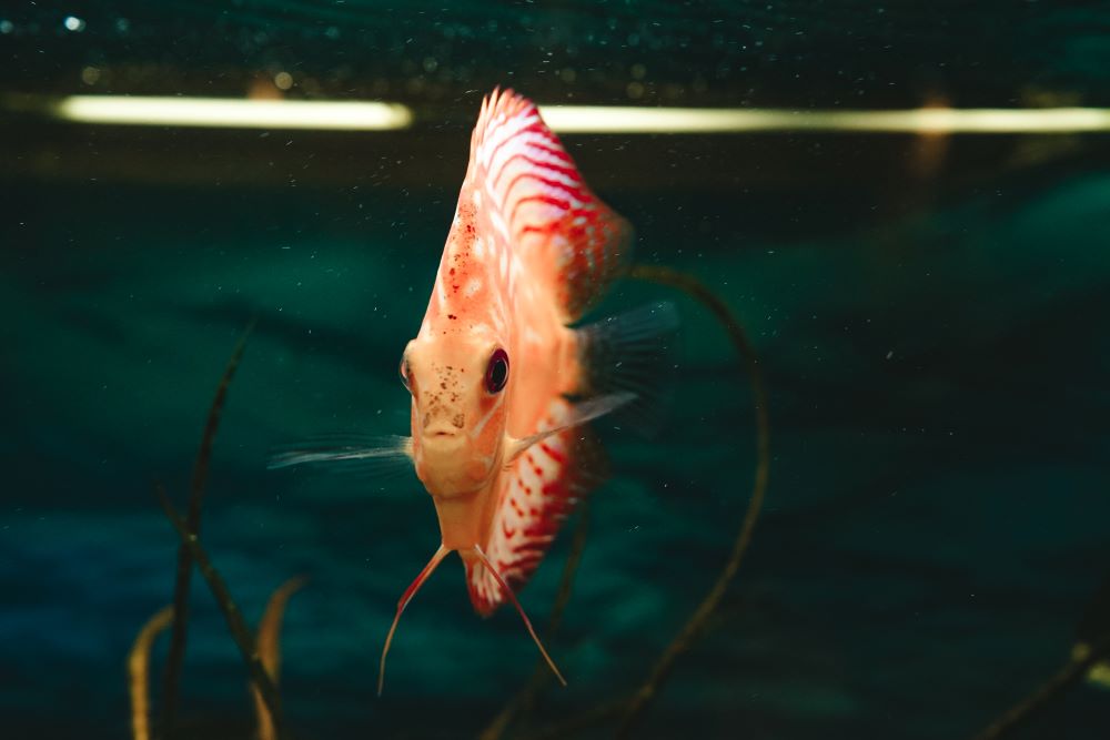 exotic fish symphysodon discus in an aquarium 2023 11 27 04 59 46 utc