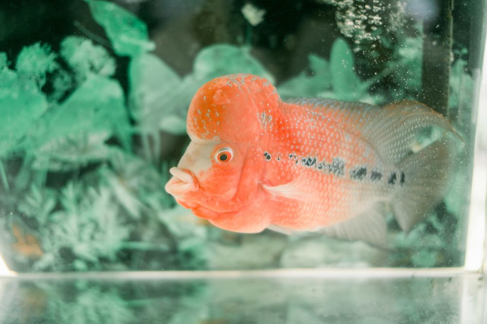 flowerhorn cichlid fish swimming in the aquarium 2023 11 27 04 57 32 utc