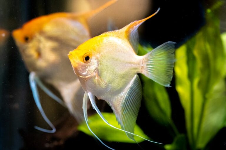 100+ Best Colorful Fish Names - The Ultimate List | FishLab