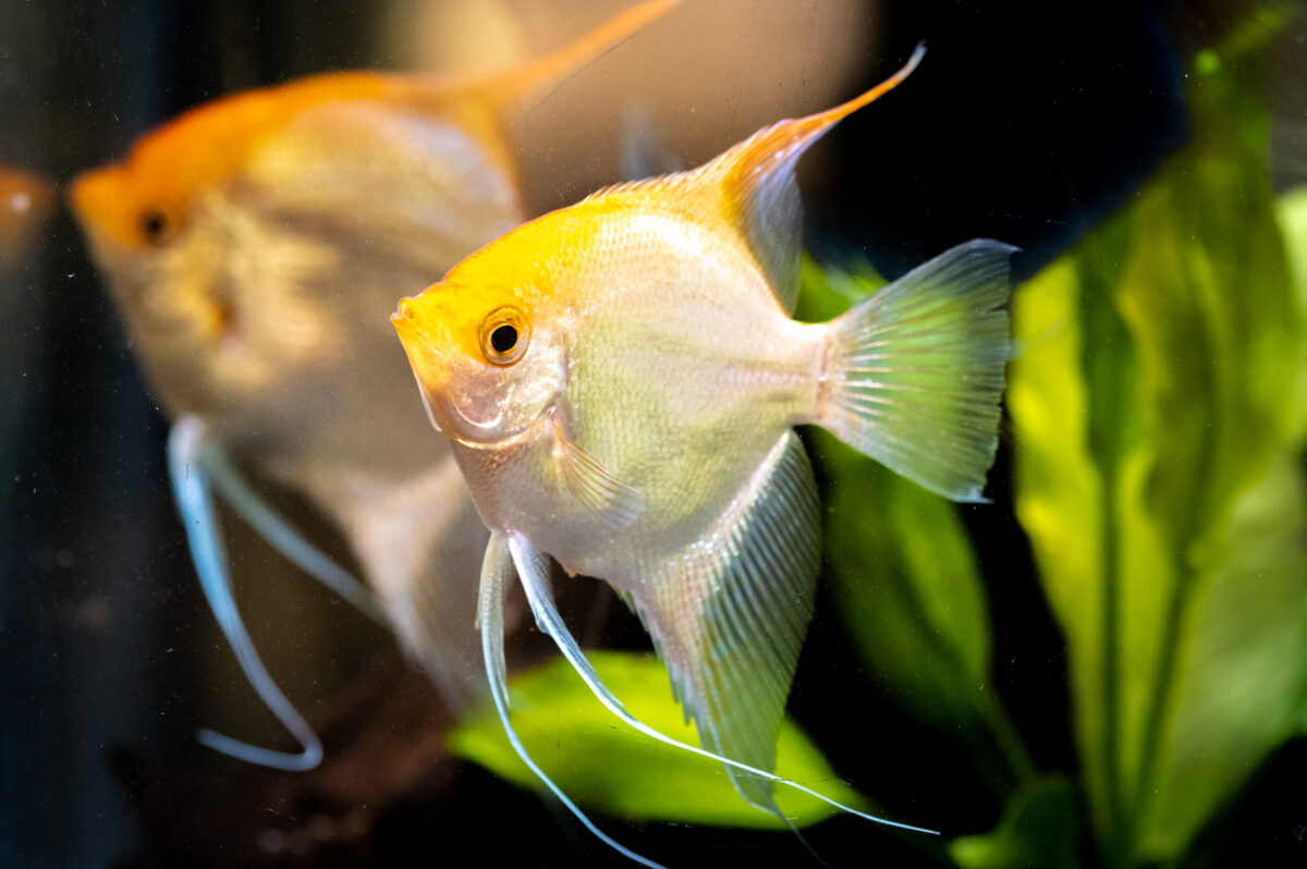 10 Best Angelfish Tank Mates for Peaceful Community Tanks (+ Fish to ...